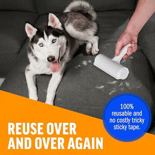 Dog on couch with lint roller removing pet hair